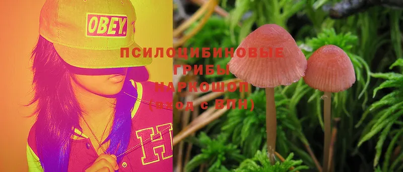 мега ONION  Бавлы  Псилоцибиновые грибы Magic Shrooms 